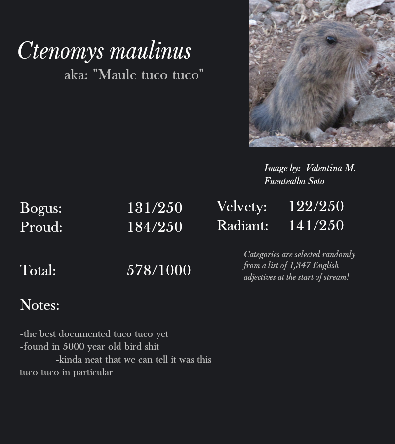 Ctenomys maulinus